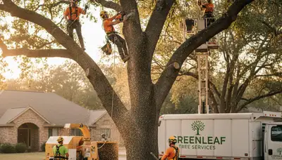 Arborist performing precise tree pruning in West Palm Beach, FL to protect healthy palm trees