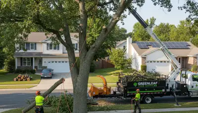 Professional tree removal team cutting large oak tree in West Palm Beach, FL
