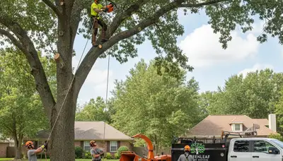 Professional tree removal team in West Palm Beach FL handling storm cleanup and coastal tree care