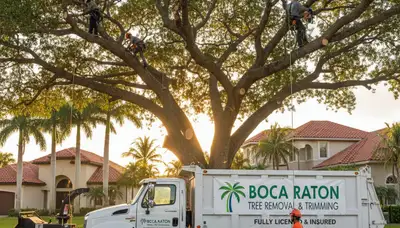 Professional tree removal service in West Palm Beach FL safely cutting palm trees