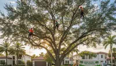Professional tree removal service crew in West Palm Beach FL safely cutting large oak tree