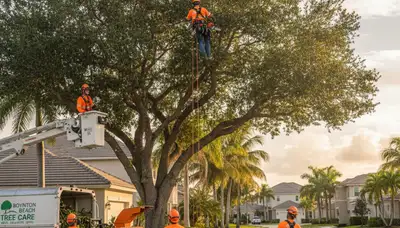 Professional tree removal service in West Palm Beach FL safely cutting large palm tree