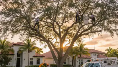 Professional tree removal service in West Palm Beach FL safely cutting large palm tree