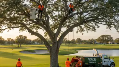 Professional tree removal service in West Palm Beach FL safely cutting large oak tree