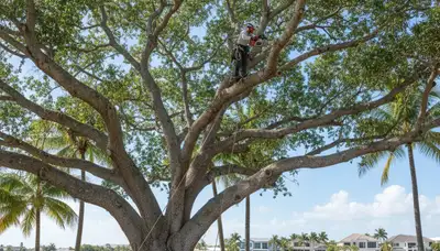 Professional tree removal service in West Palm Beach FL by expert arborists