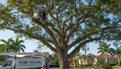 Professional tree removal service in West Palm Beach FL safely cutting and clearing large trees