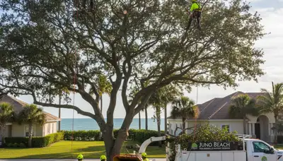 Professional tree removal service in West Palm Beach FL safely cutting large palm trees
