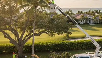 Professional tree removal service in West Palm Beach FL safely cutting large trees