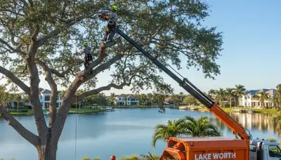 Professional tree removal service in West Palm Beach FL safely cutting large palm tree