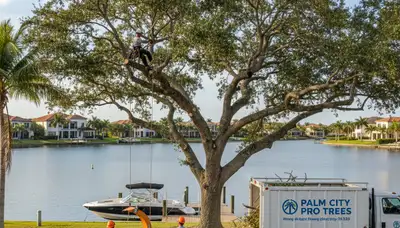 Professional tree removal service in West Palm Beach FL safely clearing large backyard tree
