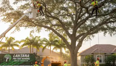 Professional tree removal service in West Palm Beach FL safely cutting large palm tree