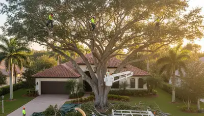 Professional tree removal service in West Palm Beach FL safely cutting and clearing large trees