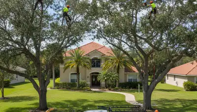 Professional tree removal service in West Palm Beach FL safely cutting large palm trees