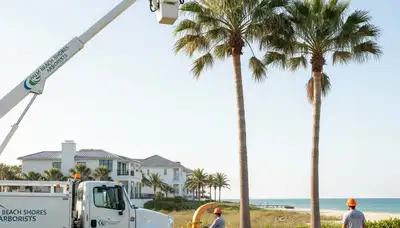 Professional tree removal service crew in West Palm Beach FL safely cutting large tree branches