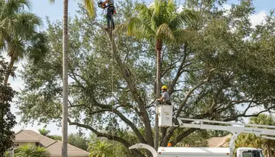Professional tree removal crew working safely in West Palm Beach FL residential yard