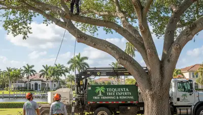 Professional tree removal service in West Palm Beach FL by certified arborists