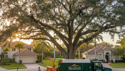 Professional tree removal service in West Palm Beach FL safely cutting down large palm tree